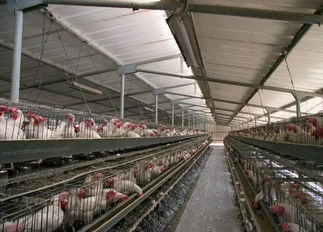 Mái lợp thích hợp cho trang trại gà