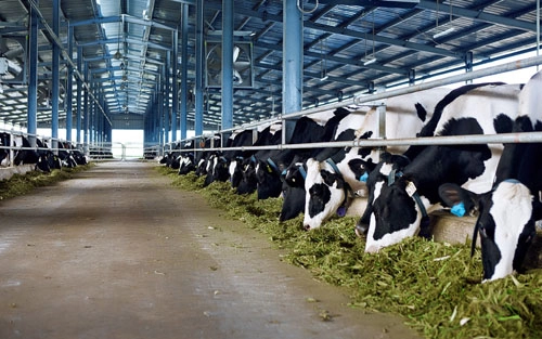 Mái lợp phù hợp trang trại nuôi bò